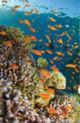 Seabed